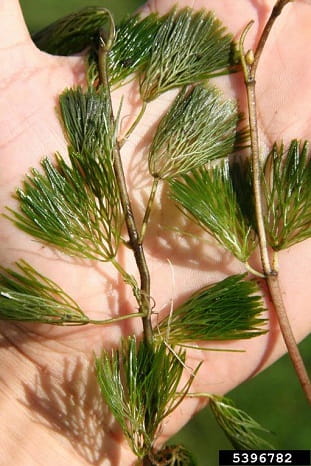 fanwort