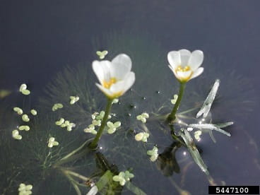 fanwort