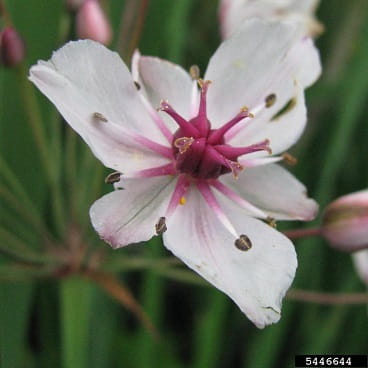 Flowering rush