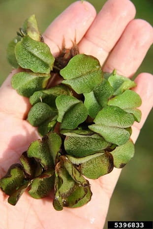 giant salvinia