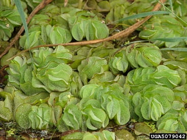 Giant salvinia