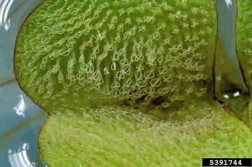 giant salvinia