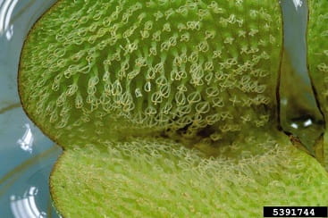 giant salvinia