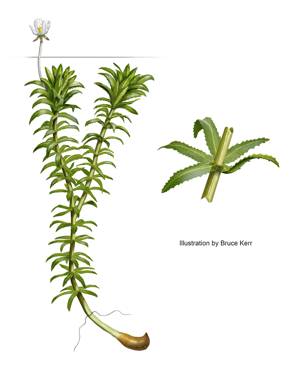 An illustration of a hydrilla stalk with an inset showing its whorl of five leaves. 
