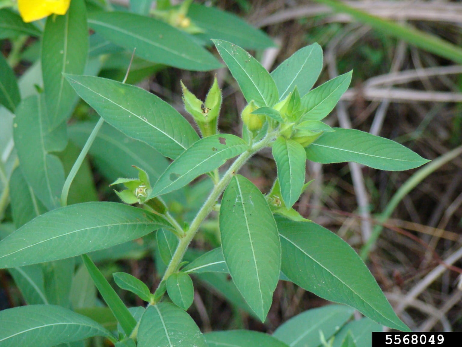 Ludwigia grandifolia plant shown from the top, with lanceolate leaves gradually tapering to a long point. 