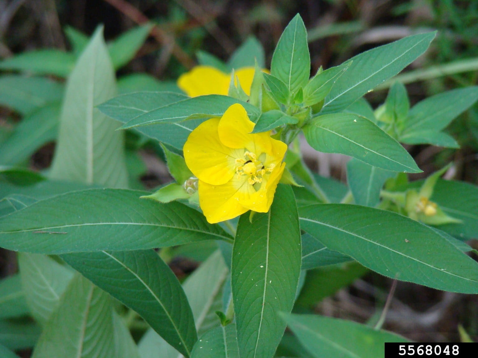 The yellow, five-petaled flower of invasive Ludwigia grandifolia.
