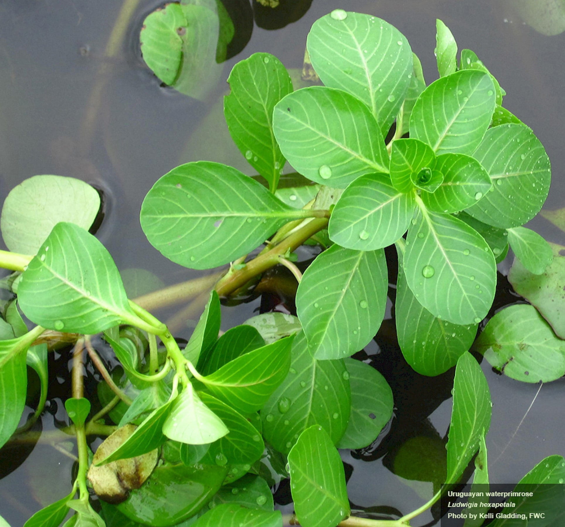 Ludwigia hexapetala plant just above the water, showing obovate leaves.
