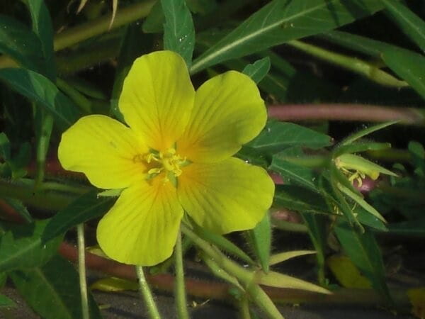 The yellow, five-petaled Ludwigia hexapetala flower.
