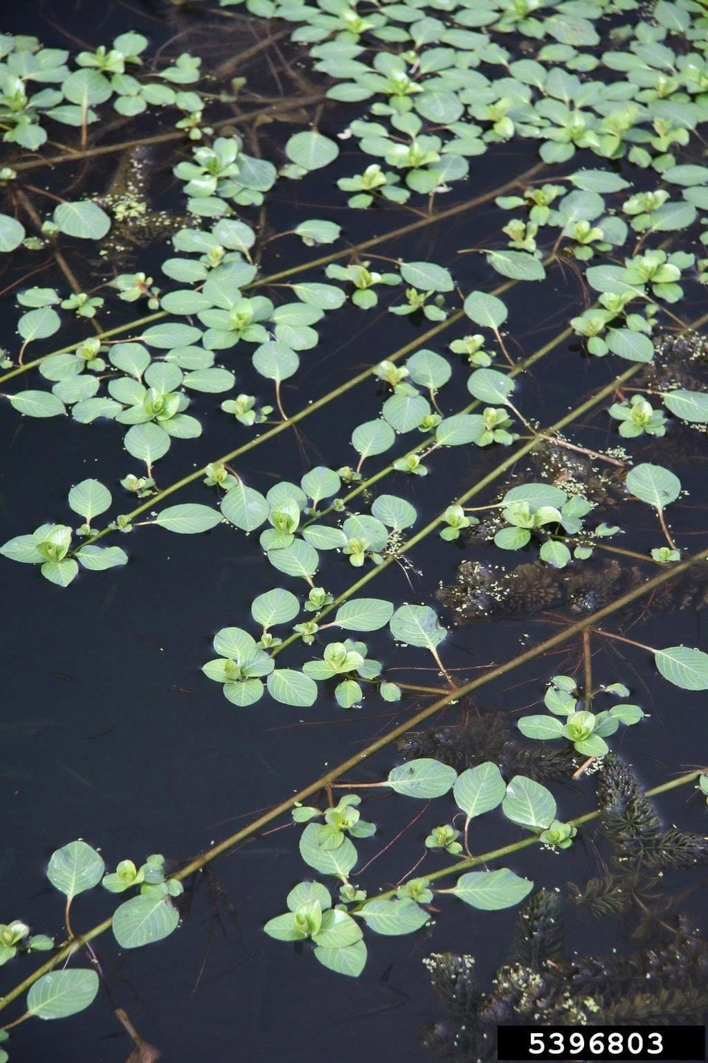 Ludwigia peploides runners, or long, horizontal stems, stretch across the water