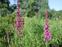 Two flowering purple loosestrife plants in a field