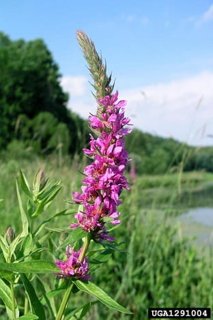 purple loosestrife