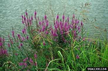 Image of Purple loosestrife invasive weed