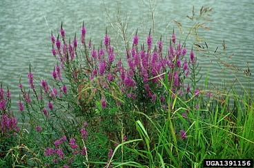 purple loosestrife