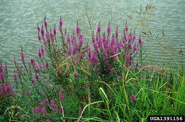 purple loosestrife