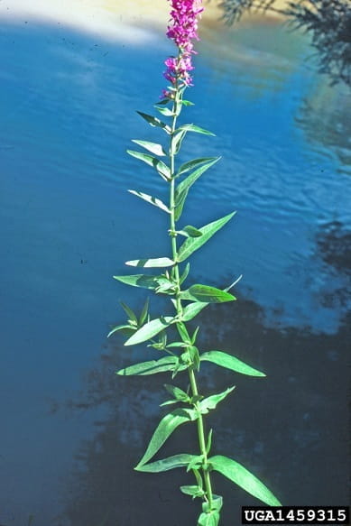purple loosestrife