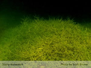 starry stonewort mass