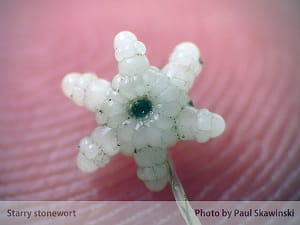 starry stonewart