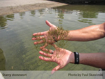 starry stonewort