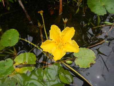 flowering yellow floating heart plant