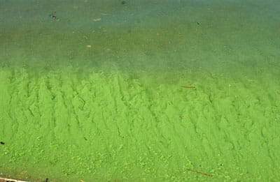 algae bloom