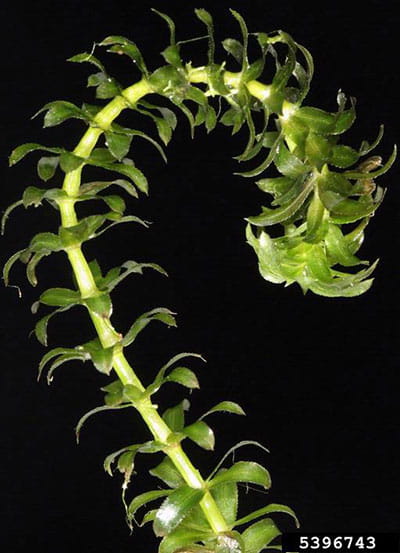 hydrilla
