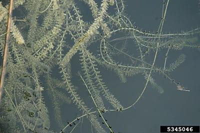 hydrilla in water