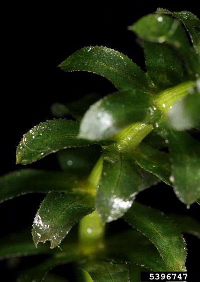 Hydrilla