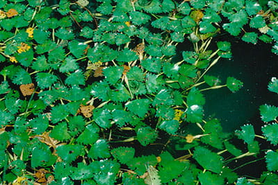 water chestnut
