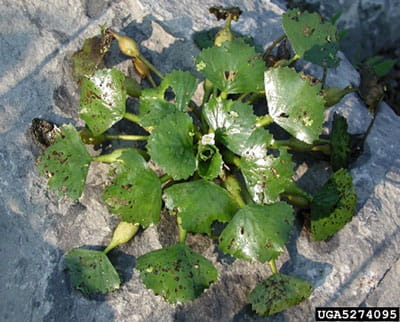 Water chestnut