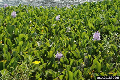 water hyacinth invasion