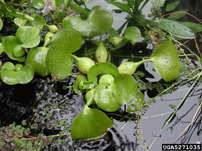 water hyacinth
