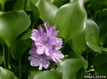 lavender colored Water Hyacinth flowers