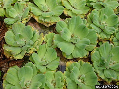 water lettuce