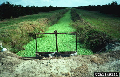 water lettuce invasion