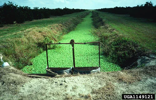 water lettuce invasion