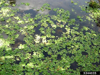 water lettuce