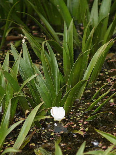 water soldier