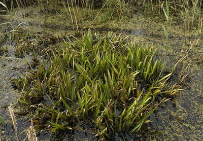 water soldier