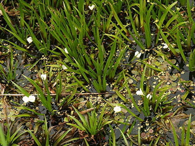 water soldier