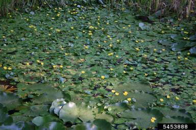 yellow floating heart
