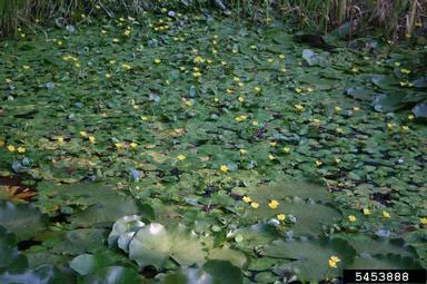 yellow floating heart