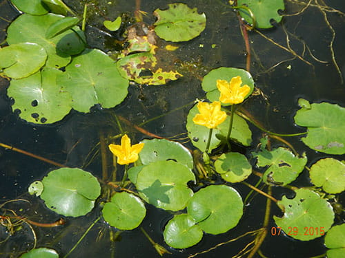  yellow floating hear