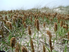 asiatic sand sedge