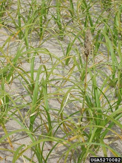 asiatic sand sedge invasion