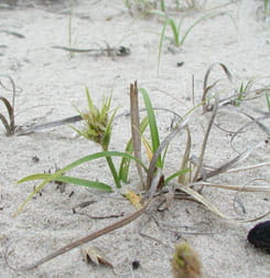 Asiatic sand sedge