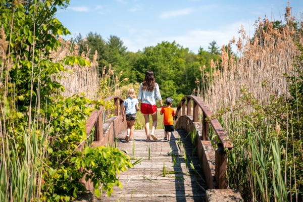 A woman walks with two children over a small wooden bridge surrounded by heavy vegetation including invasive phragmites.