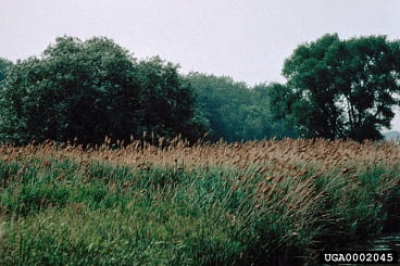 phragmites mass