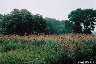phragmites mass