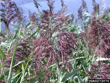 Phragmites