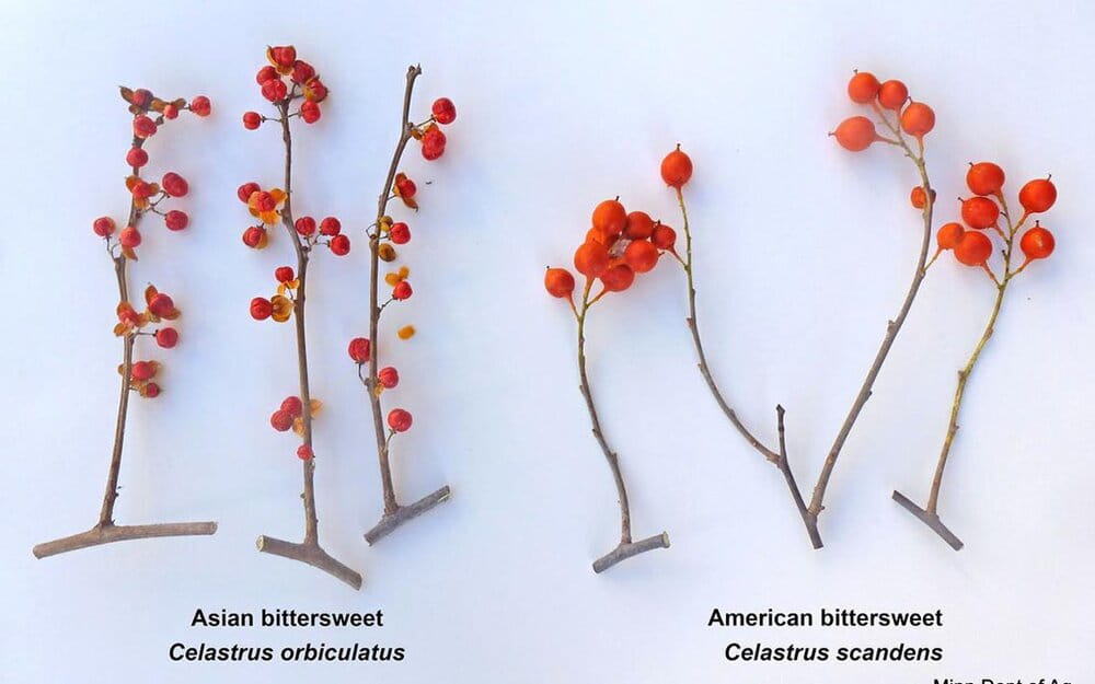 A comparison of round leaf (Oriental) bittersweet fruits (left) and American bittersweet fruits (right).